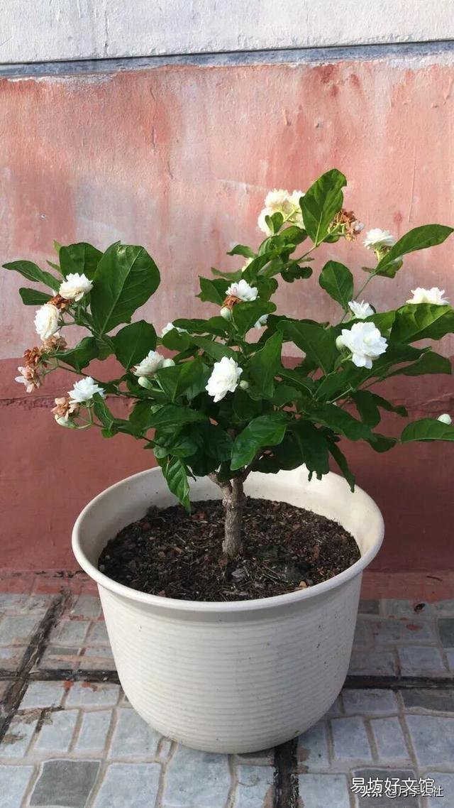 茉莉花在北方如何养护？