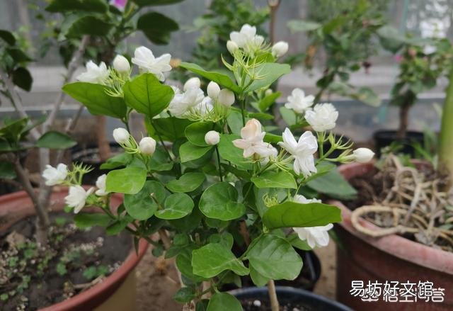 茉莉花在北方如何养护？