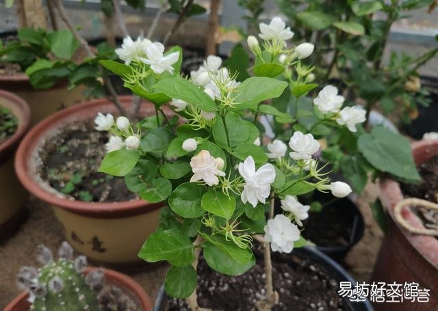 茉莉花在北方如何养护？