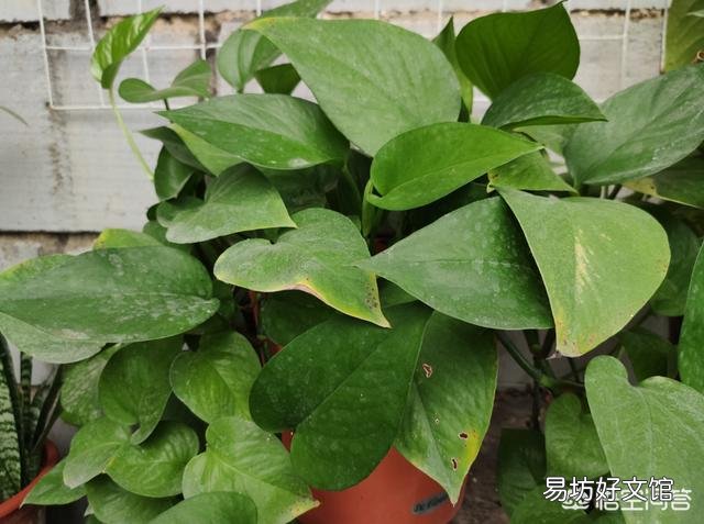 绿萝水培好还是土培好,最好的养护方法是什么?