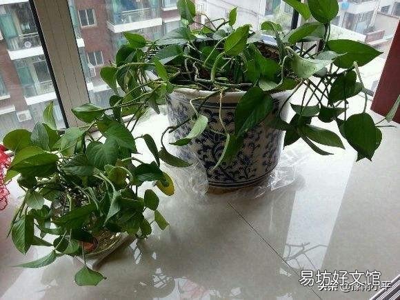 绿萝水培好还是土培好,最好的养护方法是什么?