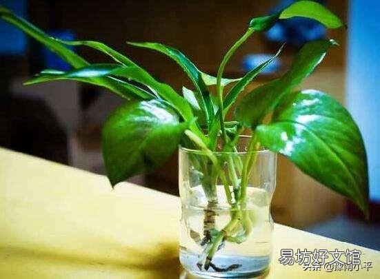 绿萝水培好还是土培好,最好的养护方法是什么?