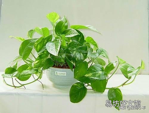 绿萝水培好还是土培好,最好的养护方法是什么?