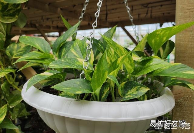 绿萝水培好还是土培好,最好的养护方法是什么?