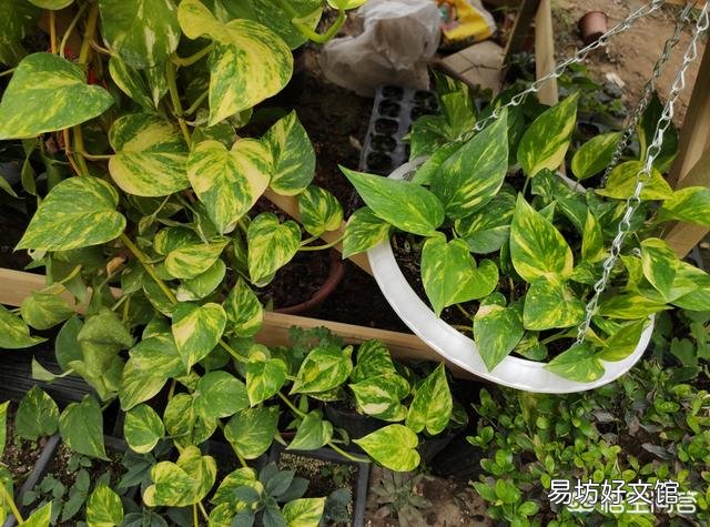 绿萝水培好还是土培好,最好的养护方法是什么?