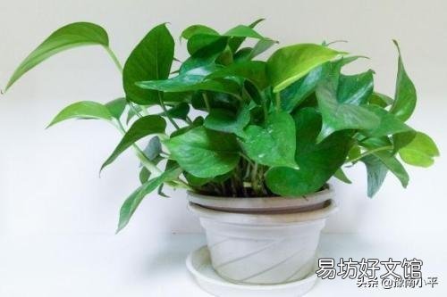 绿萝水培好还是土培好,最好的养护方法是什么?