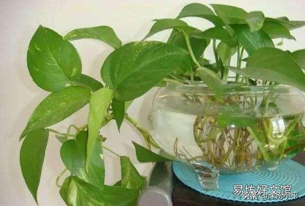 绿萝水培好还是土培好,最好的养护方法是什么?