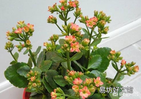 长寿花到底是喜阴还是喜阳?