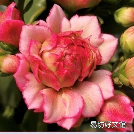 长寿花到底是喜阴还是喜阳?