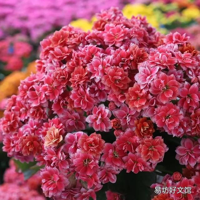 长寿花到底是喜阴还是喜阳?