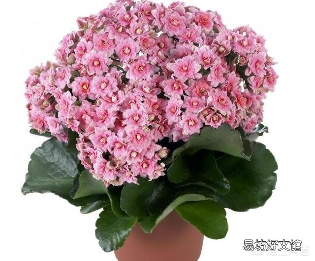 长寿花到底是喜阴还是喜阳?