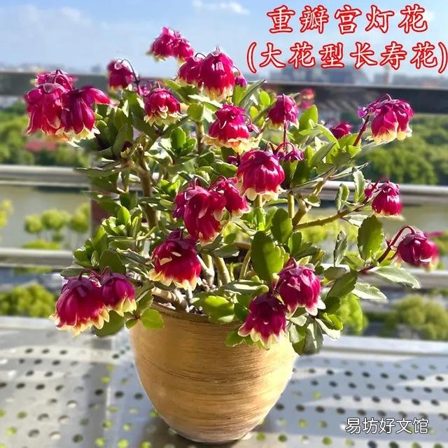 长寿花到底是喜阴还是喜阳?