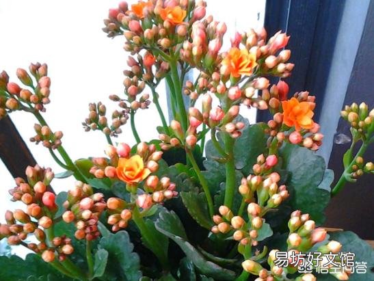 长寿花到底是喜阴还是喜阳?