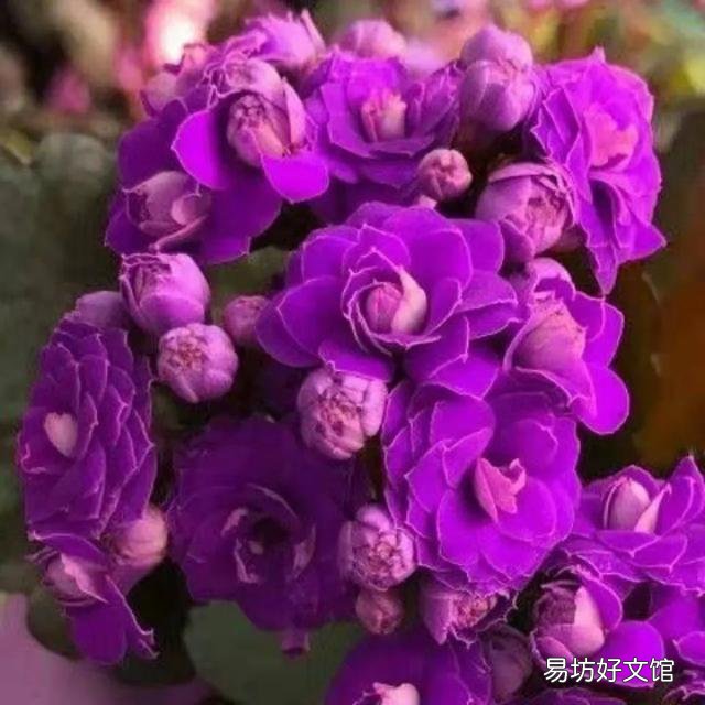 长寿花到底是喜阴还是喜阳?