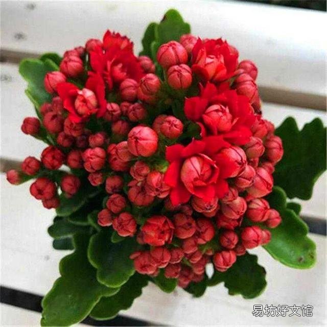 长寿花到底是喜阴还是喜阳?