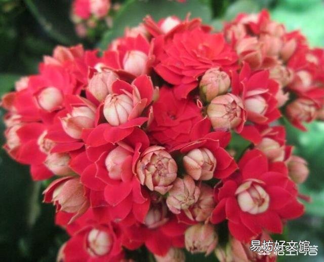 长寿花到底是喜阴还是喜阳?