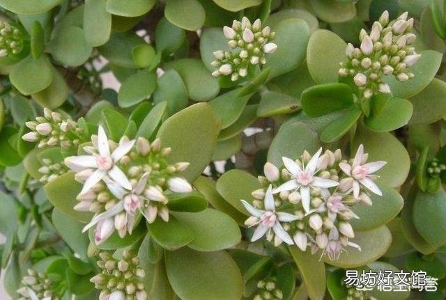 怎么样才能让玉树尽快开花?