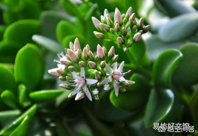 怎么样才能让玉树尽快开花?