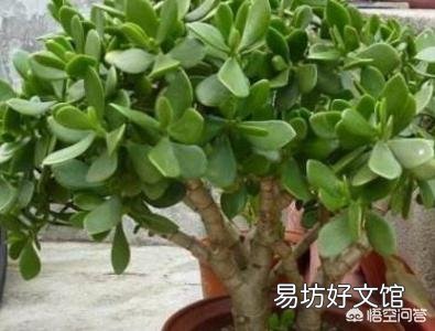 怎么样才能让玉树尽快开花?