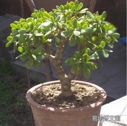 怎么样才能让玉树尽快开花?