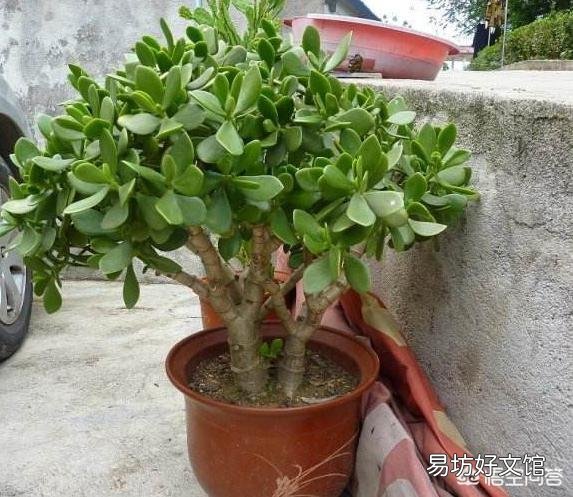 怎么样才能让玉树尽快开花?