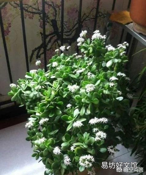 怎么样才能让玉树尽快开花?