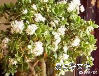 怎么样才能让玉树尽快开花?