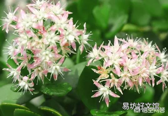 怎么样才能让玉树尽快开花?