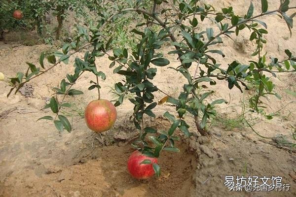 用高压法繁殖石榴树,什么时候可落地上盆做盆景?