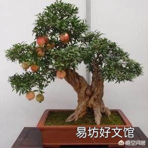 用高压法繁殖石榴树,什么时候可落地上盆做盆景?