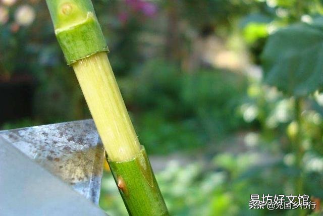 用高压法繁殖石榴树,什么时候可落地上盆做盆景?