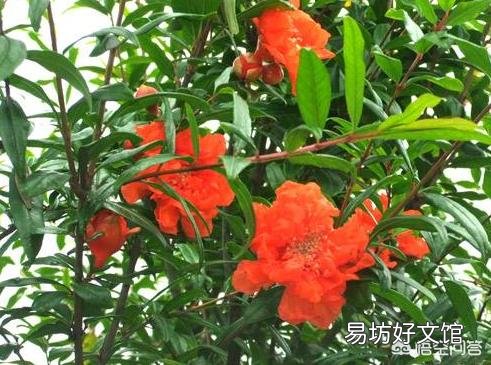 用高压法繁殖石榴树,什么时候可落地上盆做盆景?