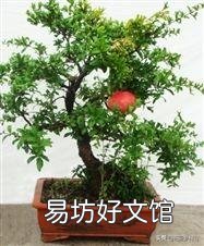 用高压法繁殖石榴树,什么时候可落地上盆做盆景?