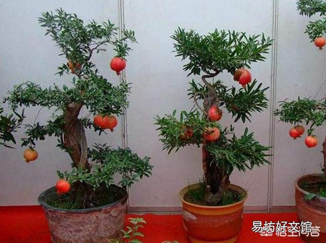 用高压法繁殖石榴树,什么时候可落地上盆做盆景?