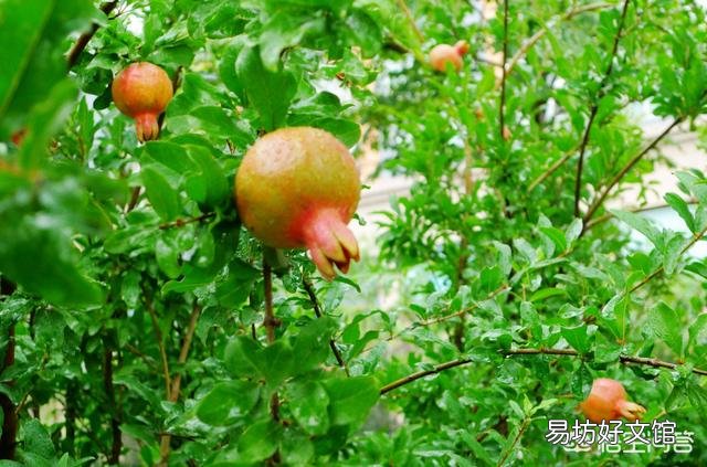 用高压法繁殖石榴树,什么时候可落地上盆做盆景?
