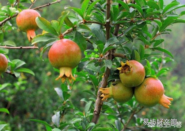用高压法繁殖石榴树,什么时候可落地上盆做盆景?