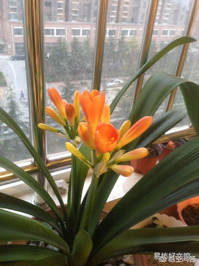 怎样才能给君子兰浇油?