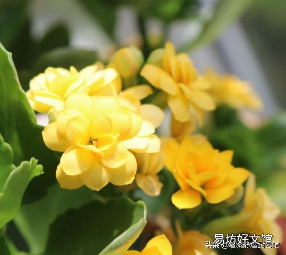 长寿花施什么肥？
