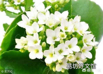 长寿花施什么肥？