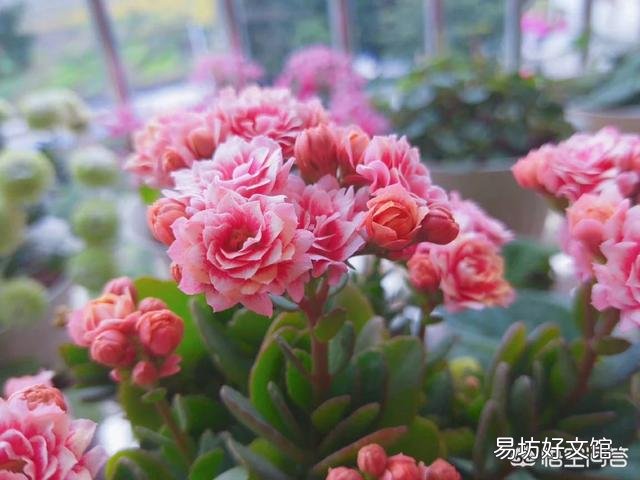 长寿花施什么肥？