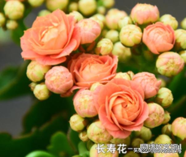 长寿花施什么肥？