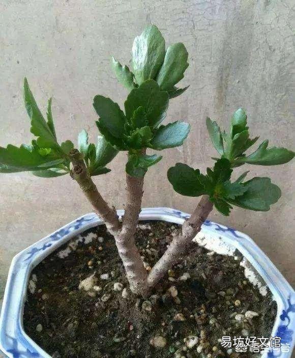 长寿花施什么肥？