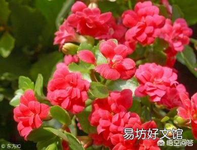 长寿花施什么肥？