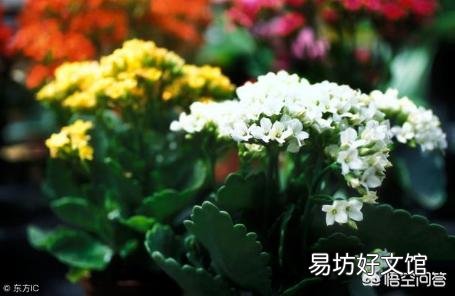 长寿花施什么肥？