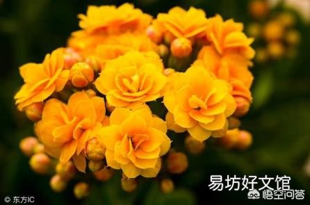 长寿花施什么肥？