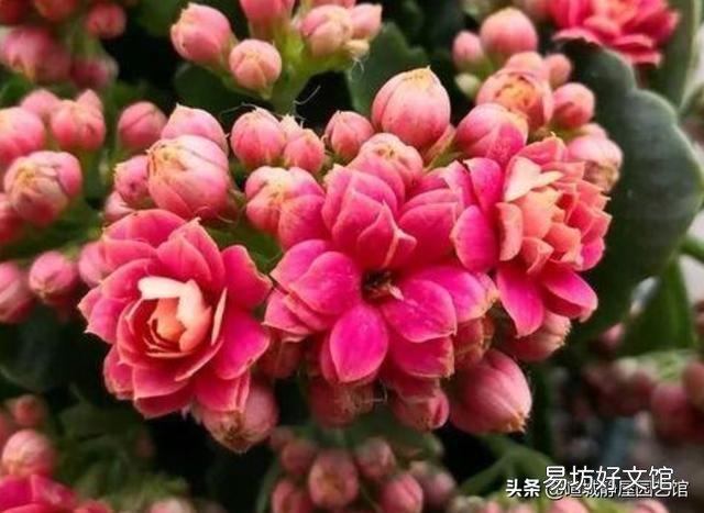 长寿花施什么肥？