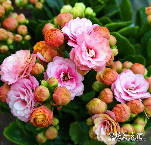 长寿花施什么肥？