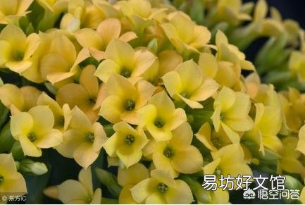 长寿花施什么肥？