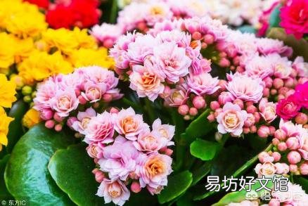 长寿花施什么肥？