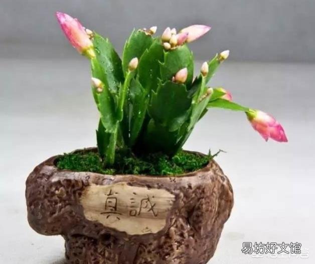 蟹爪兰怎么移栽?
